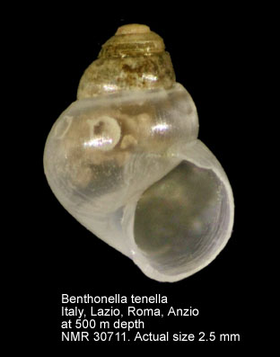 Benthonella tenella.JPG - Benthonella tenella(Jeffreys,1869)